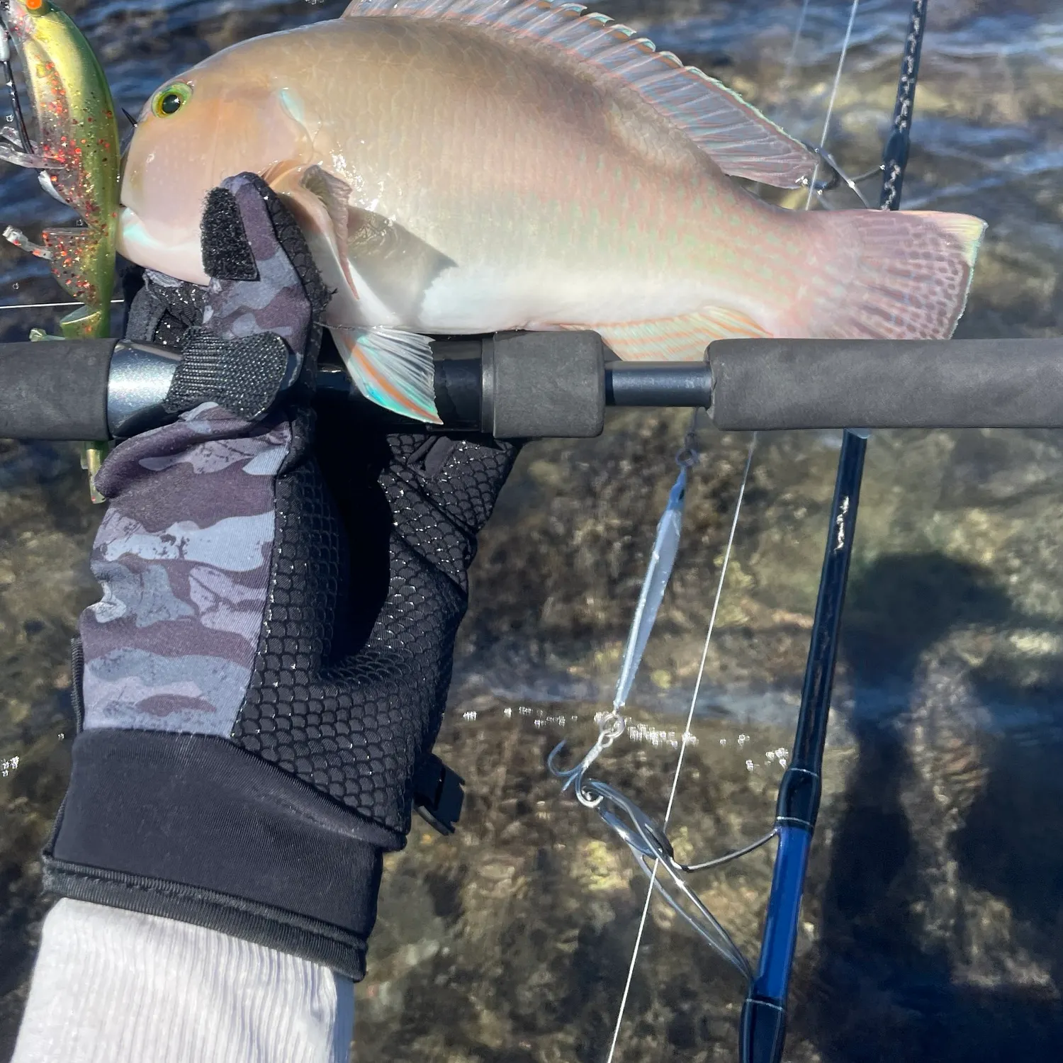 The most recent Baldchin groper catches on Fishbrain