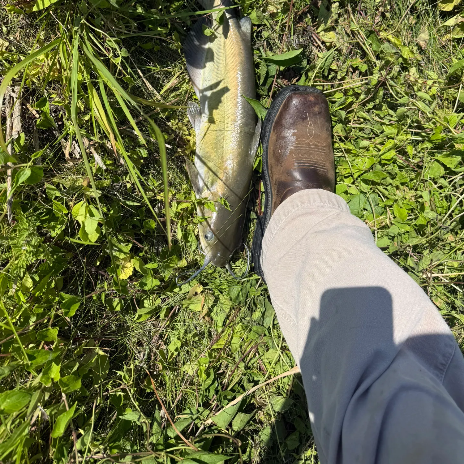 Channel catfish caught on Fishbrain