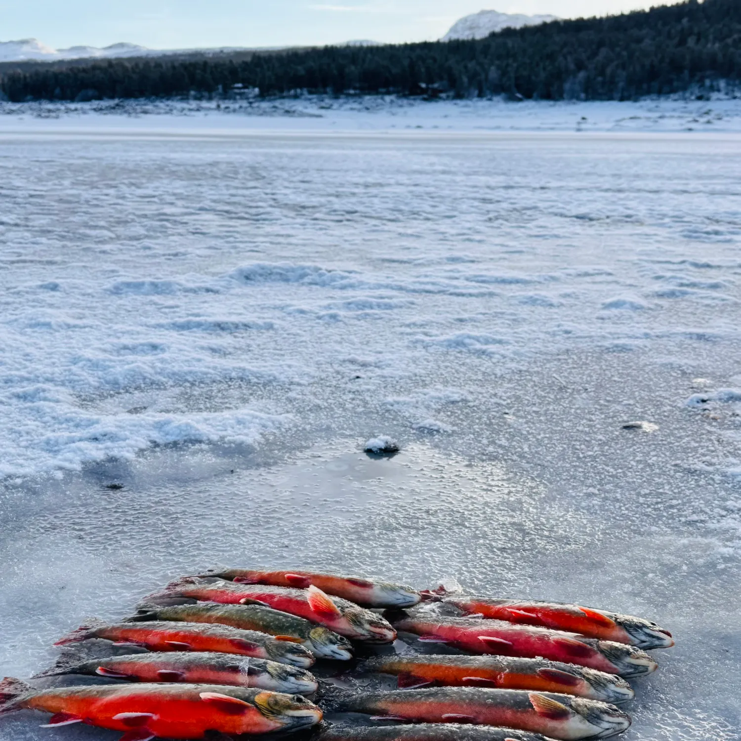 The most recent Arctic char catches on Fishbrain