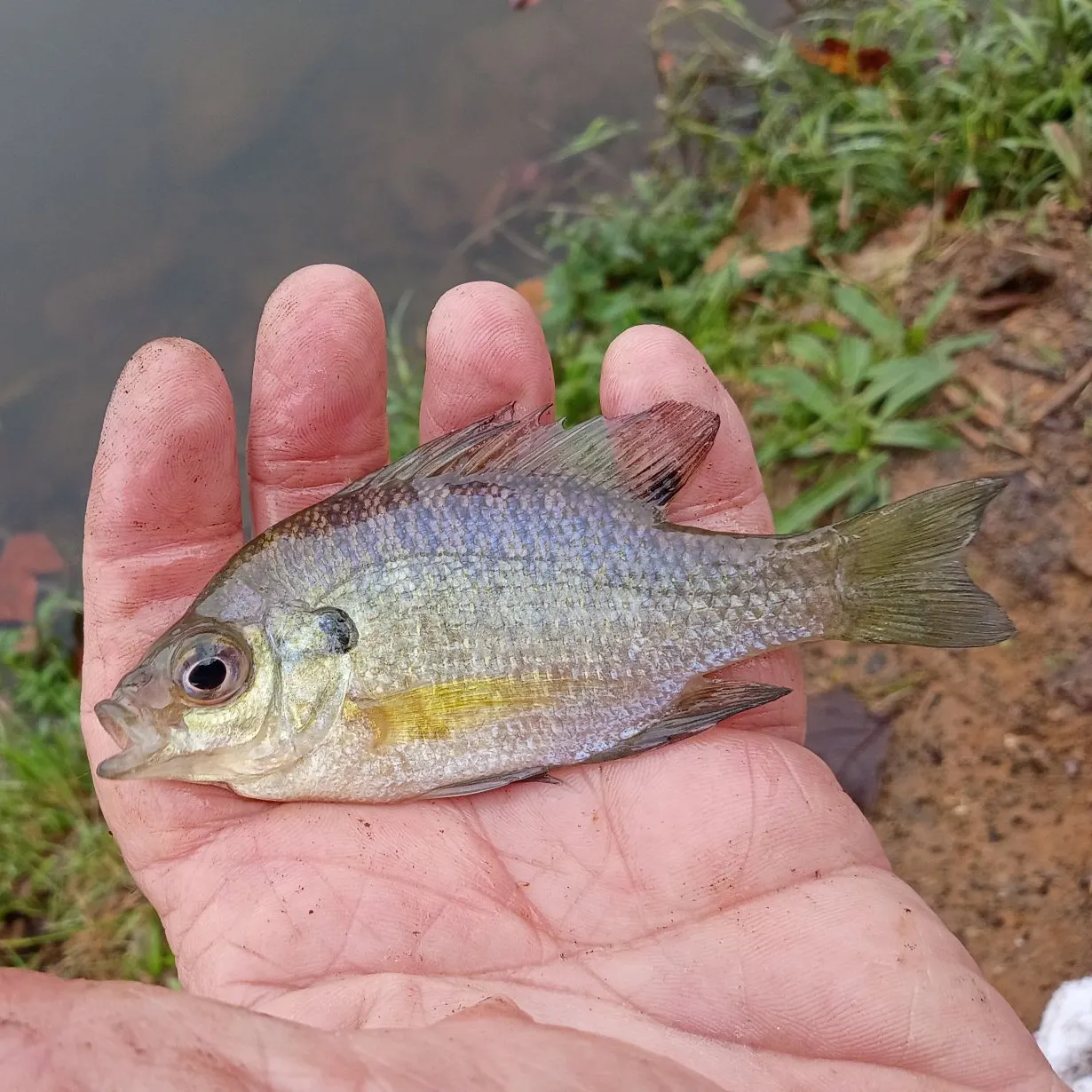 Bluegill caught on Fishbrain