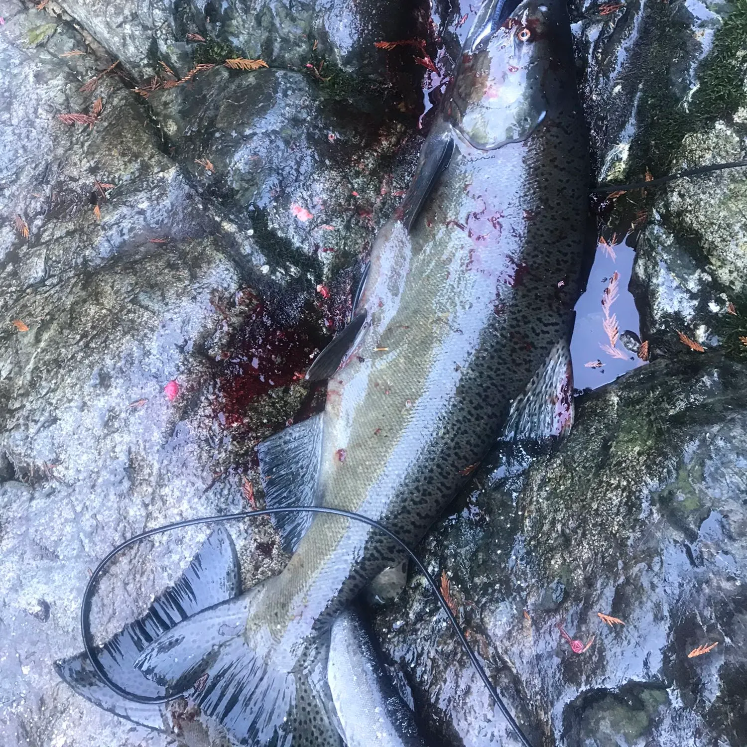 Chinook salmon caught on Fishbrain
