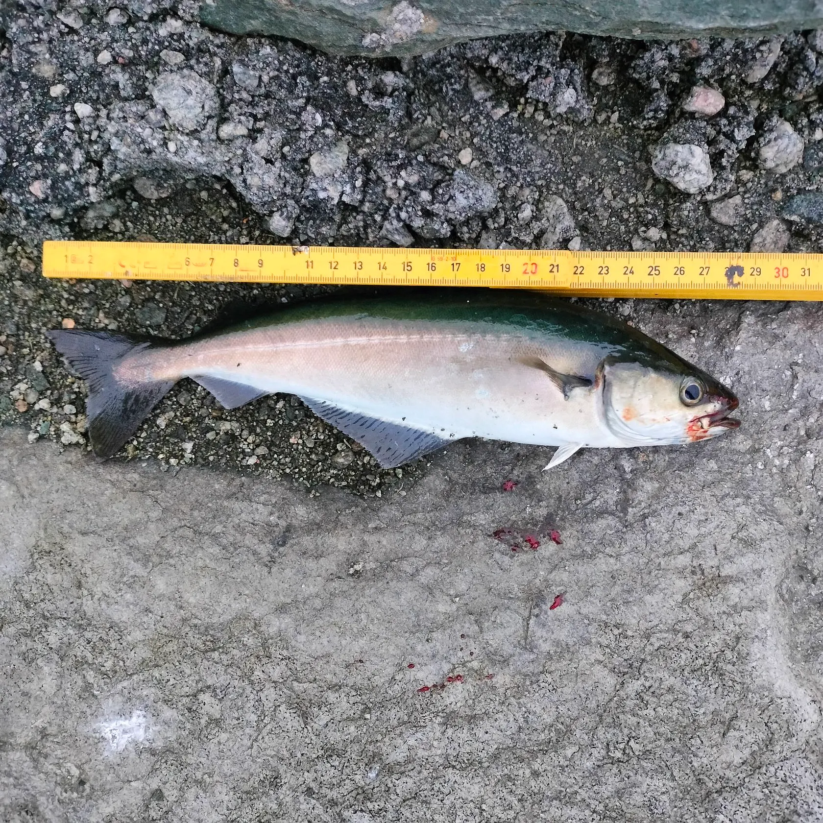 Atlantic pollock caught on Fishbrain
