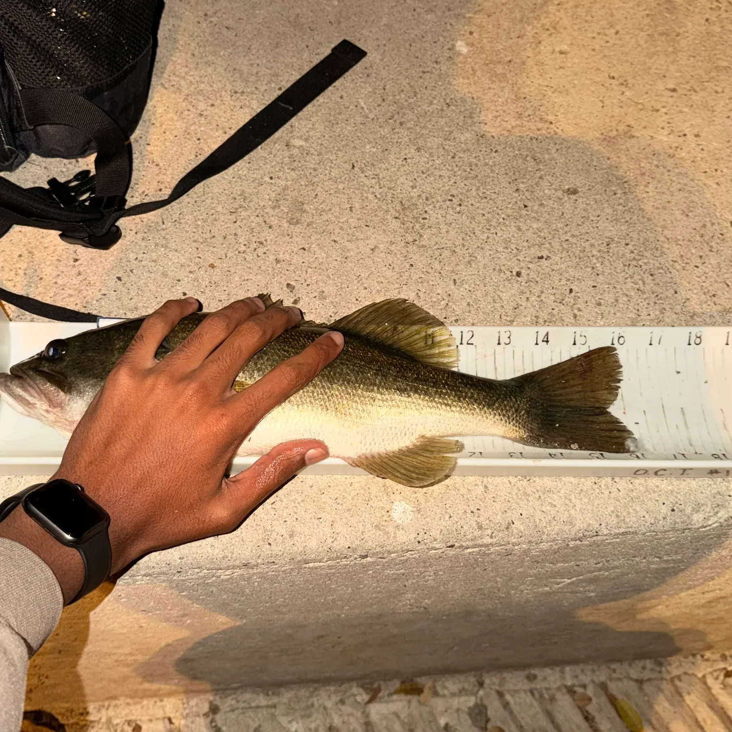 Largemouth bass caught on Fishbrain