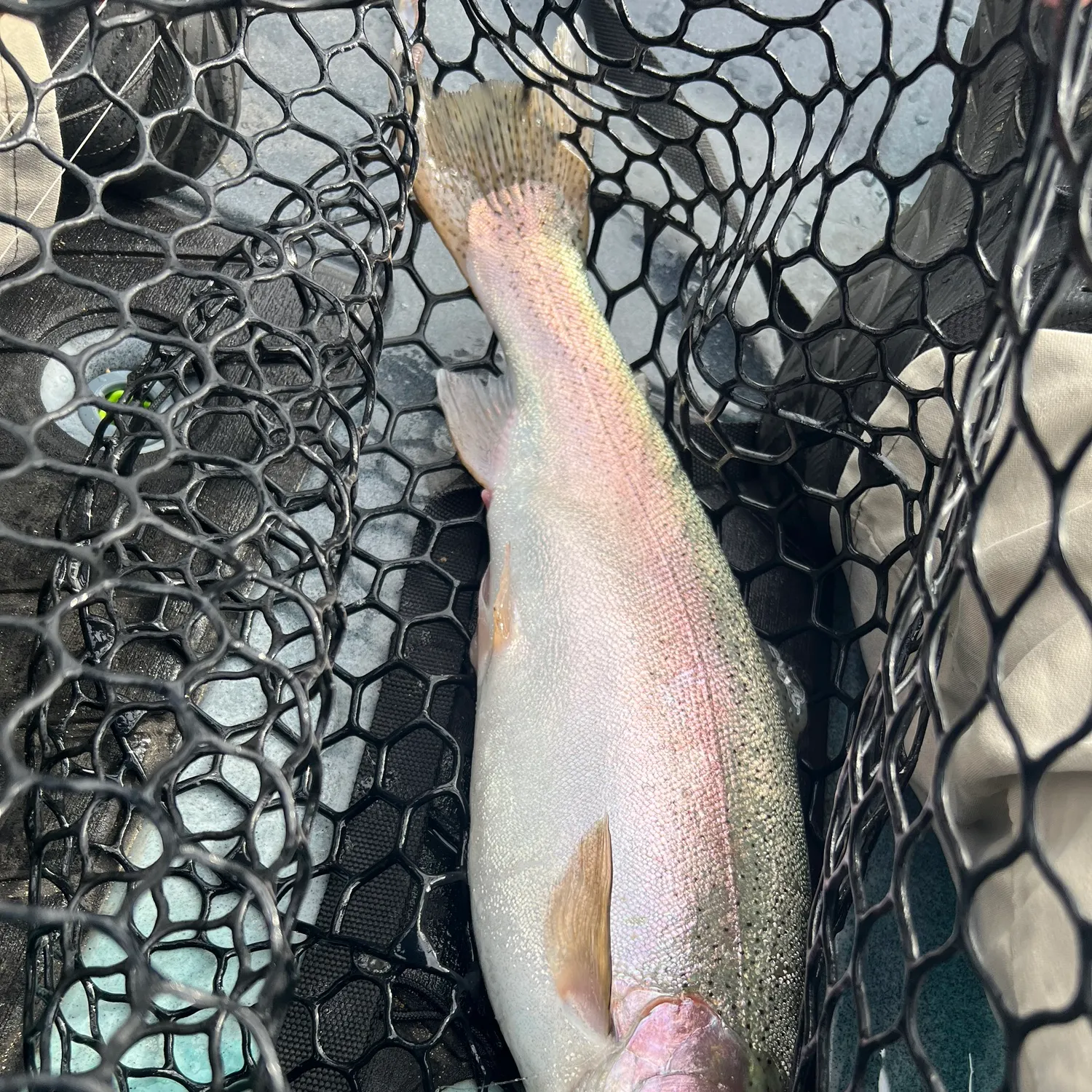 Rainbow trout caught on Fishbrain