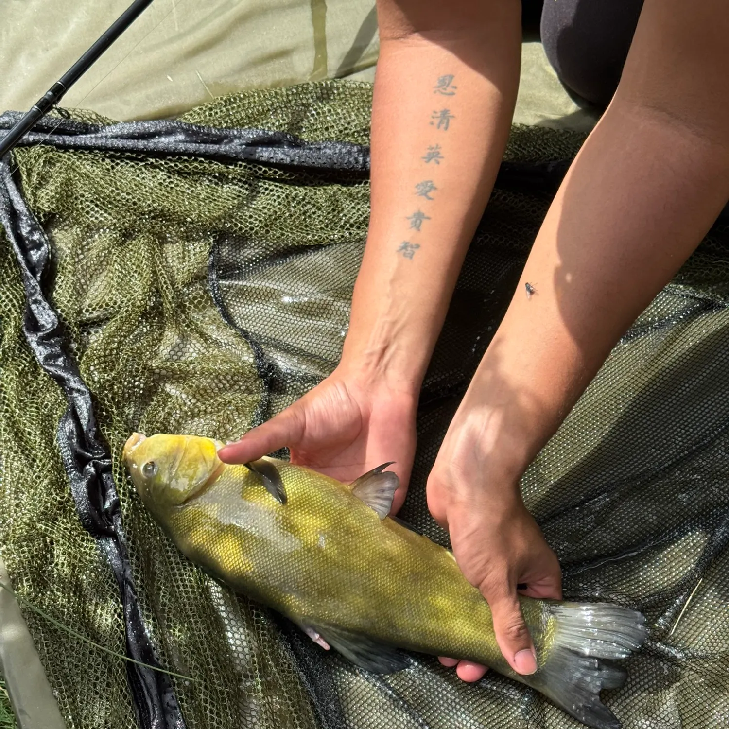 Tench caught on Fishbrain