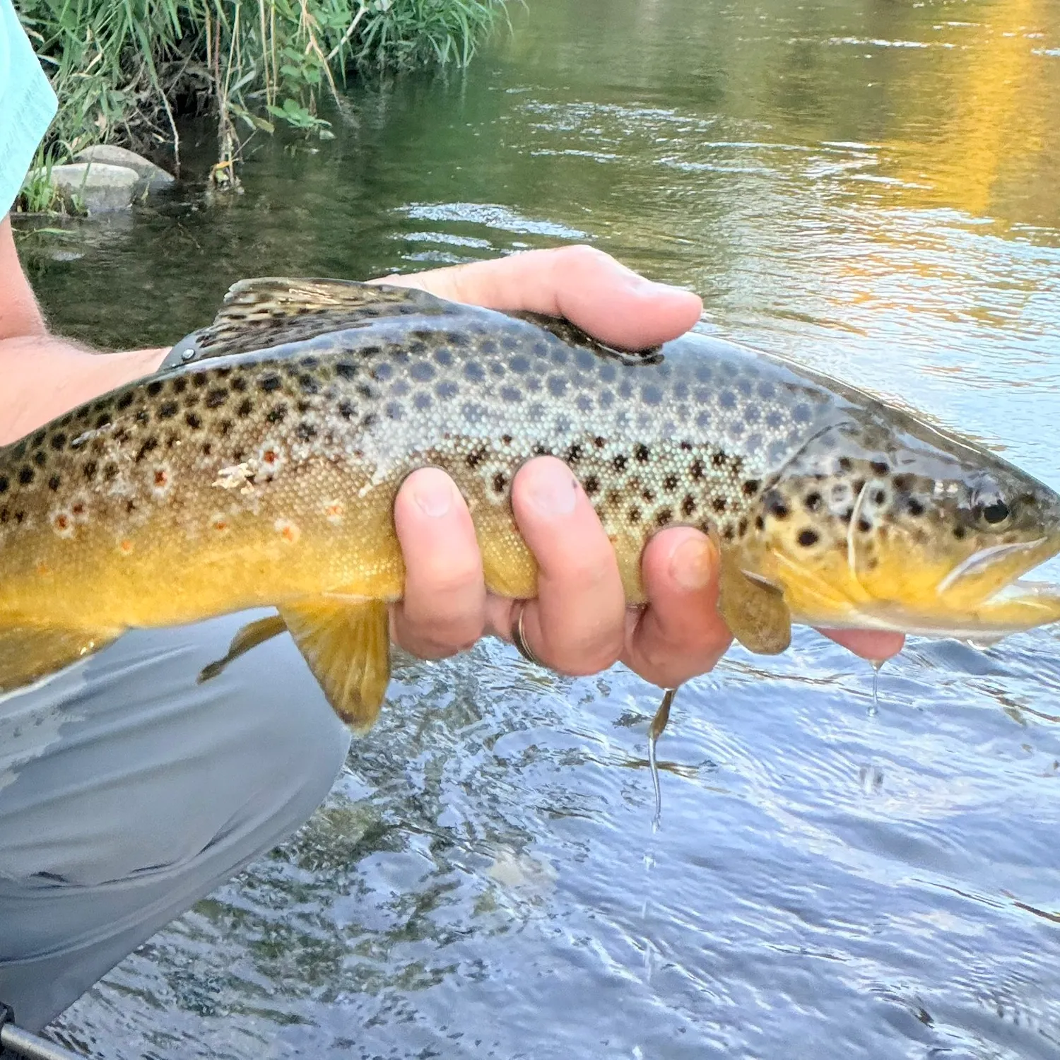 Brown trout caught on Fishbrain