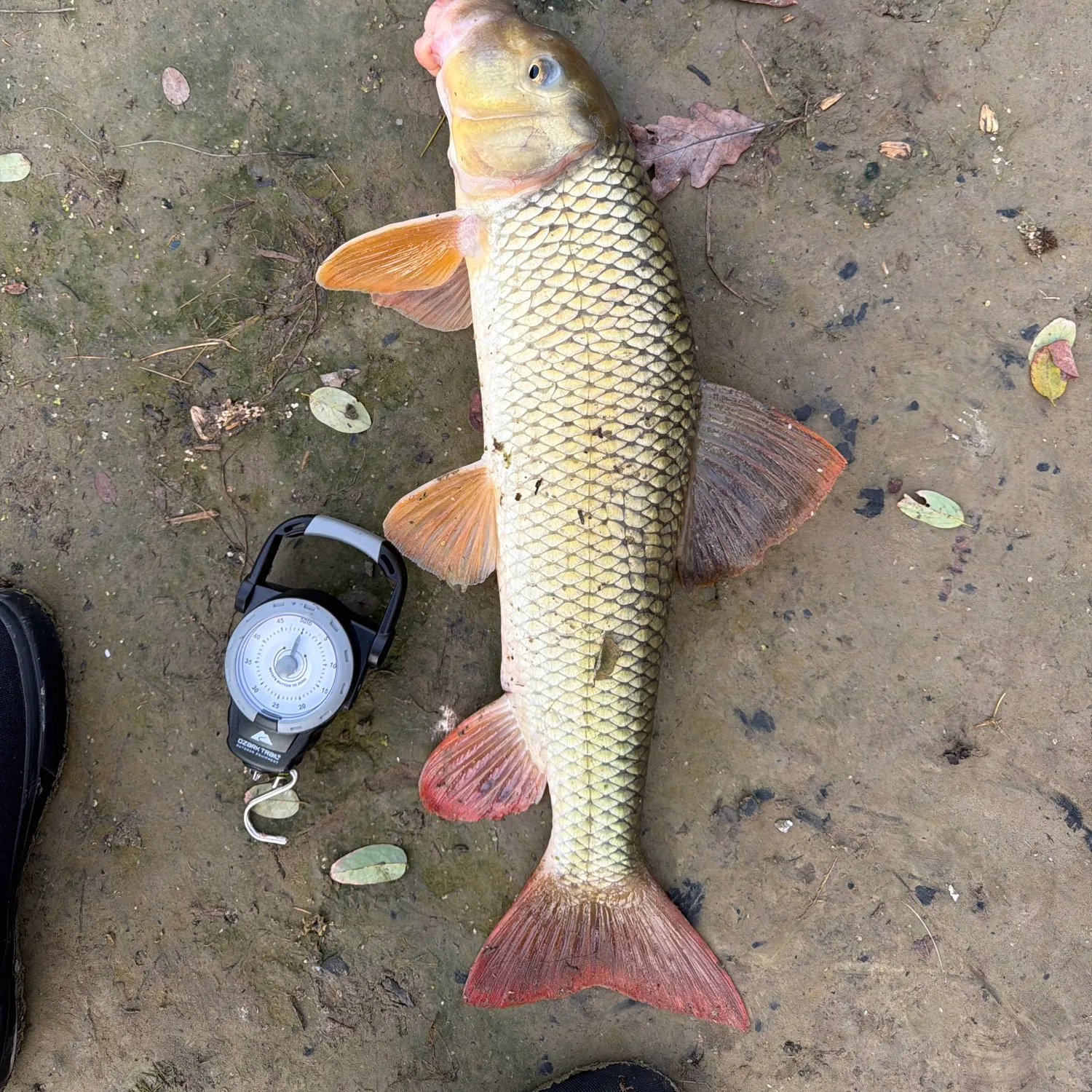 The most recent Silver redhorse catches on Fishbrain