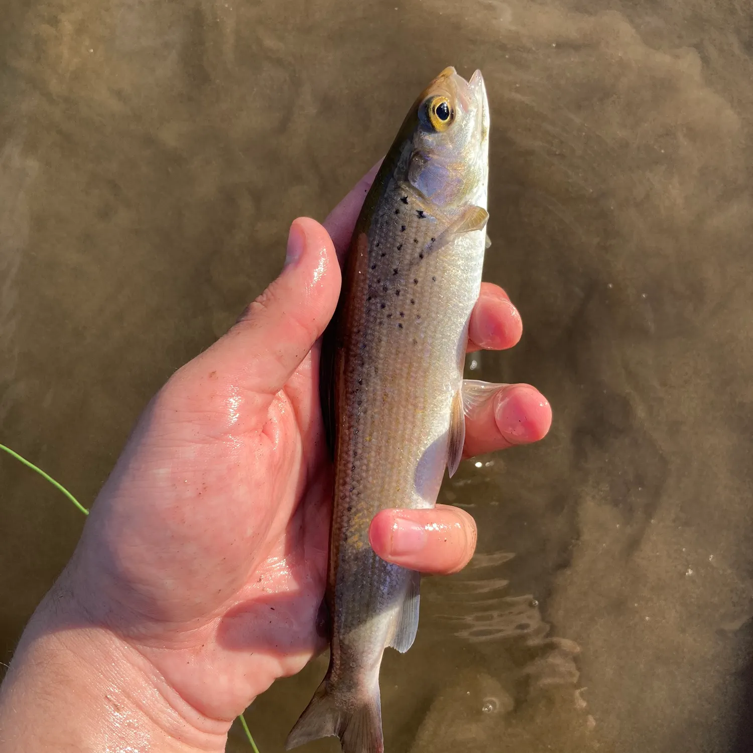 The most recent Arctic grayling catches on Fishbrain