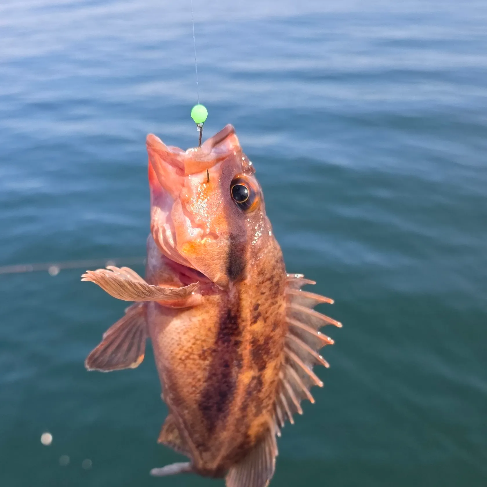 The most recent Gopher rockfish catches on Fishbrain