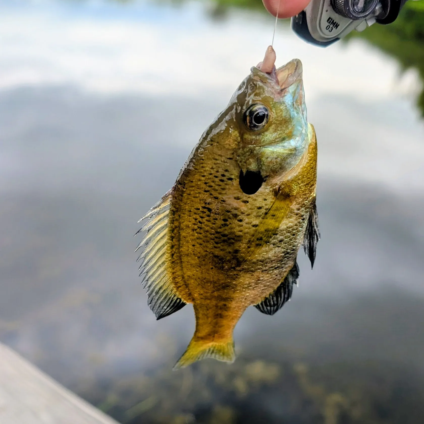Bluegill caught on Fishbrain