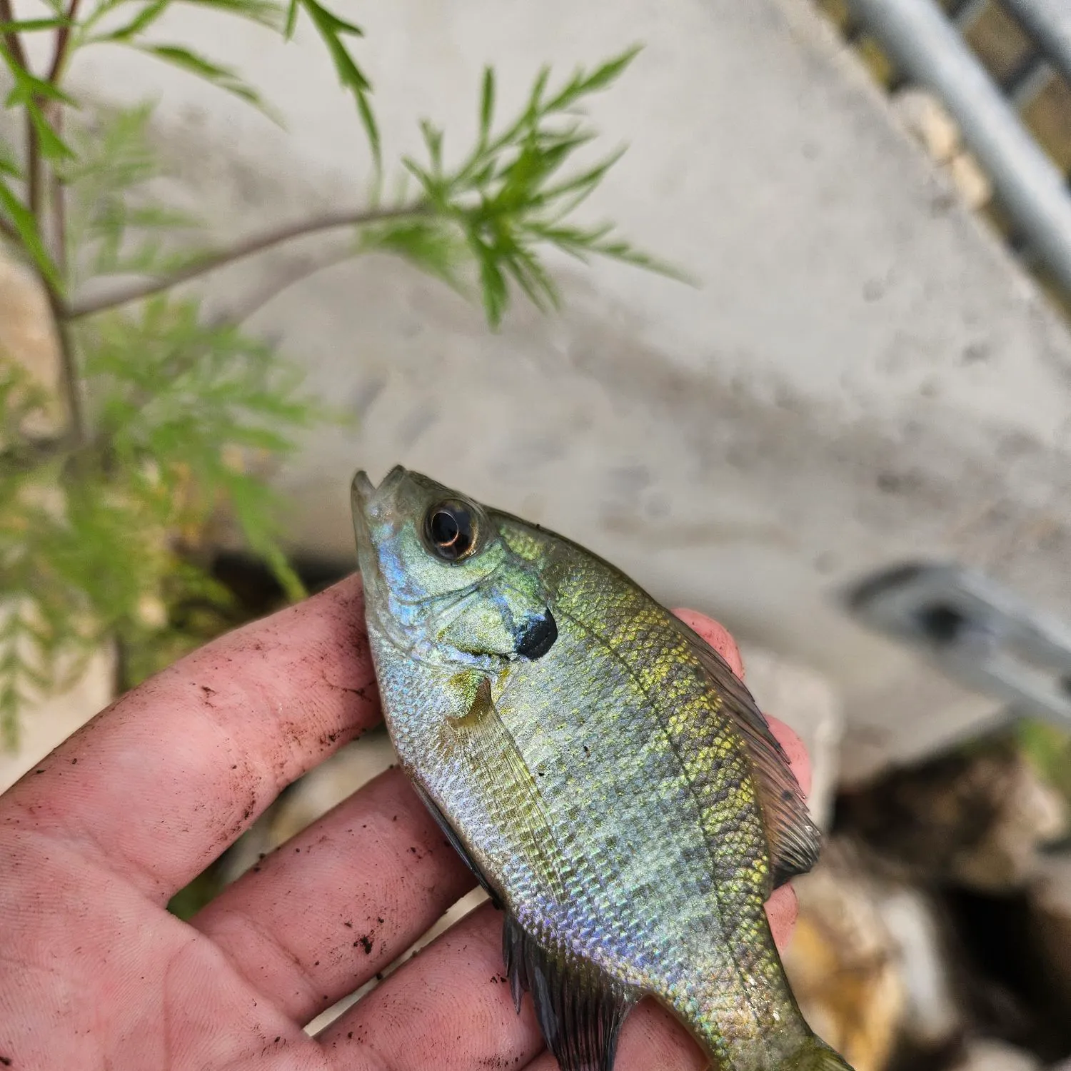 The most recent Bluegill x longear sunfish catches on Fishbrain