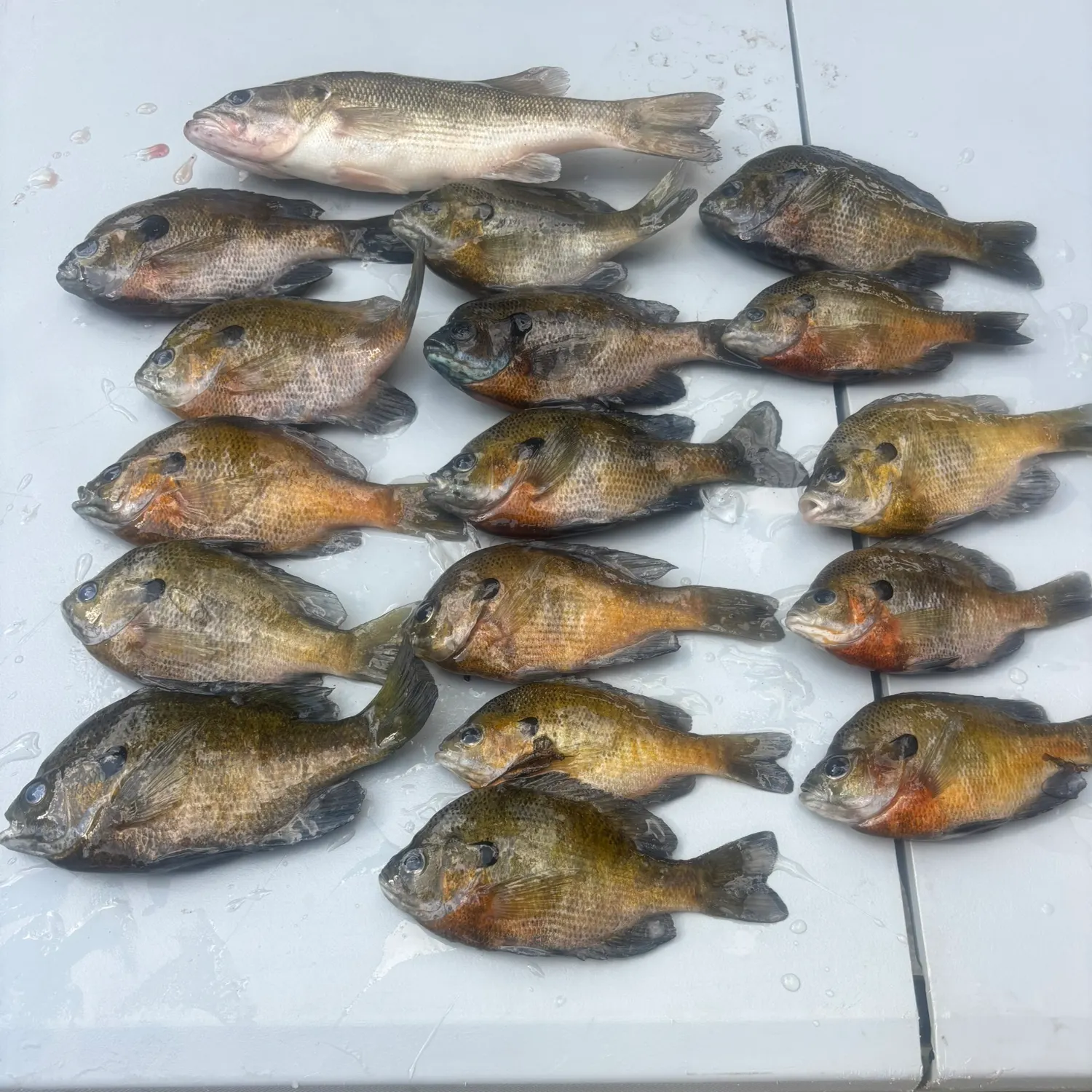 recently logged catches