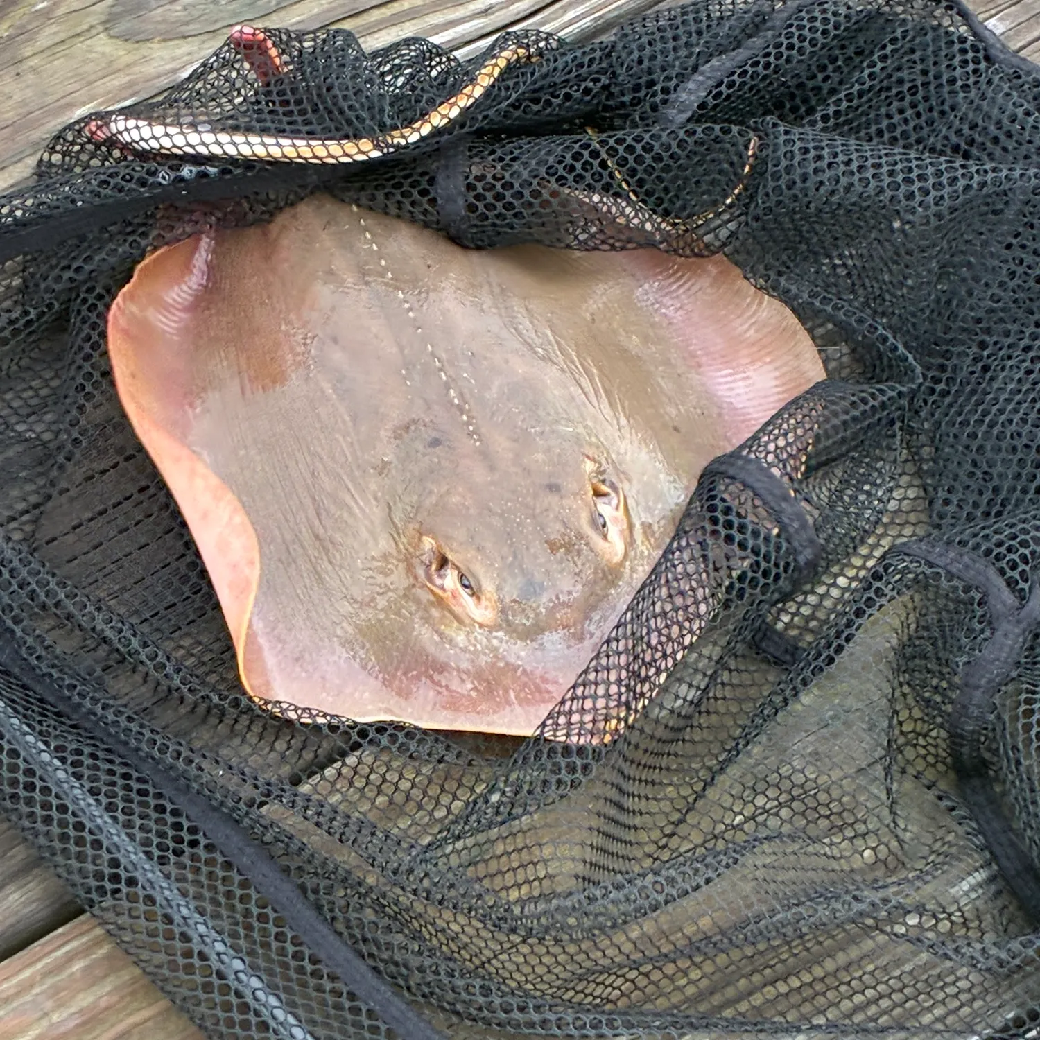 Atlantic stingray caught on Fishbrain