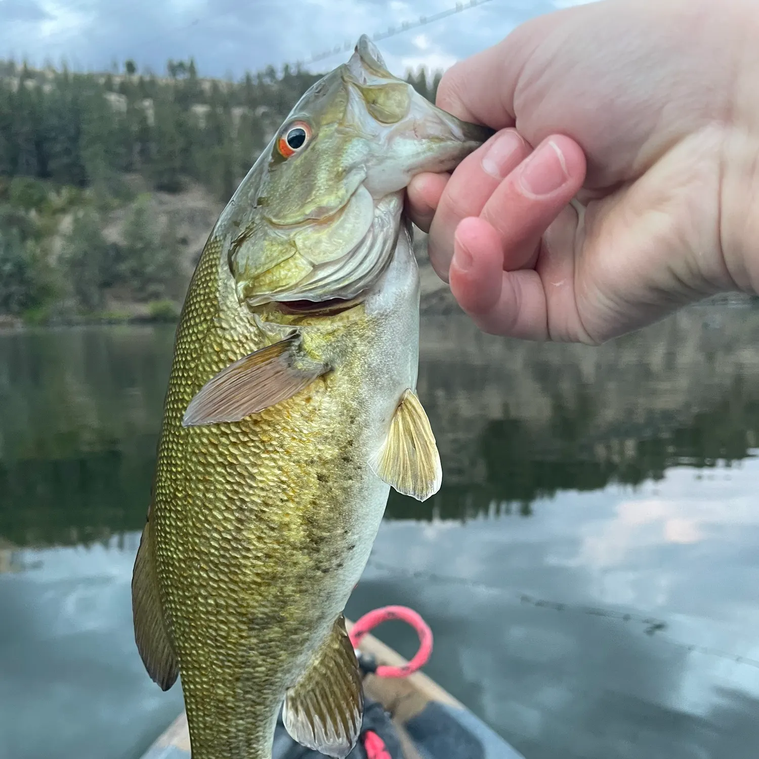 Smallmouth bass caught on Fishbrain