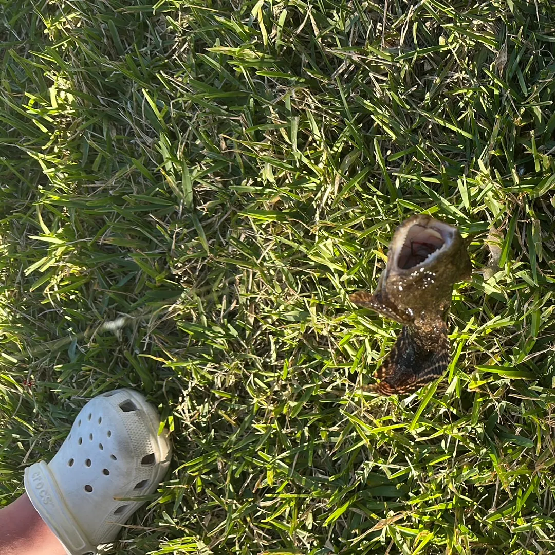 The most recent Gulf toadfish catches on Fishbrain