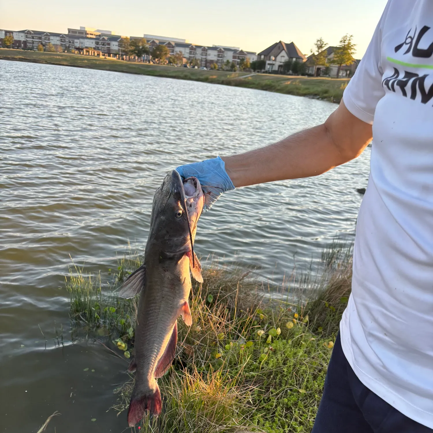 Fish caught on Fishbrain