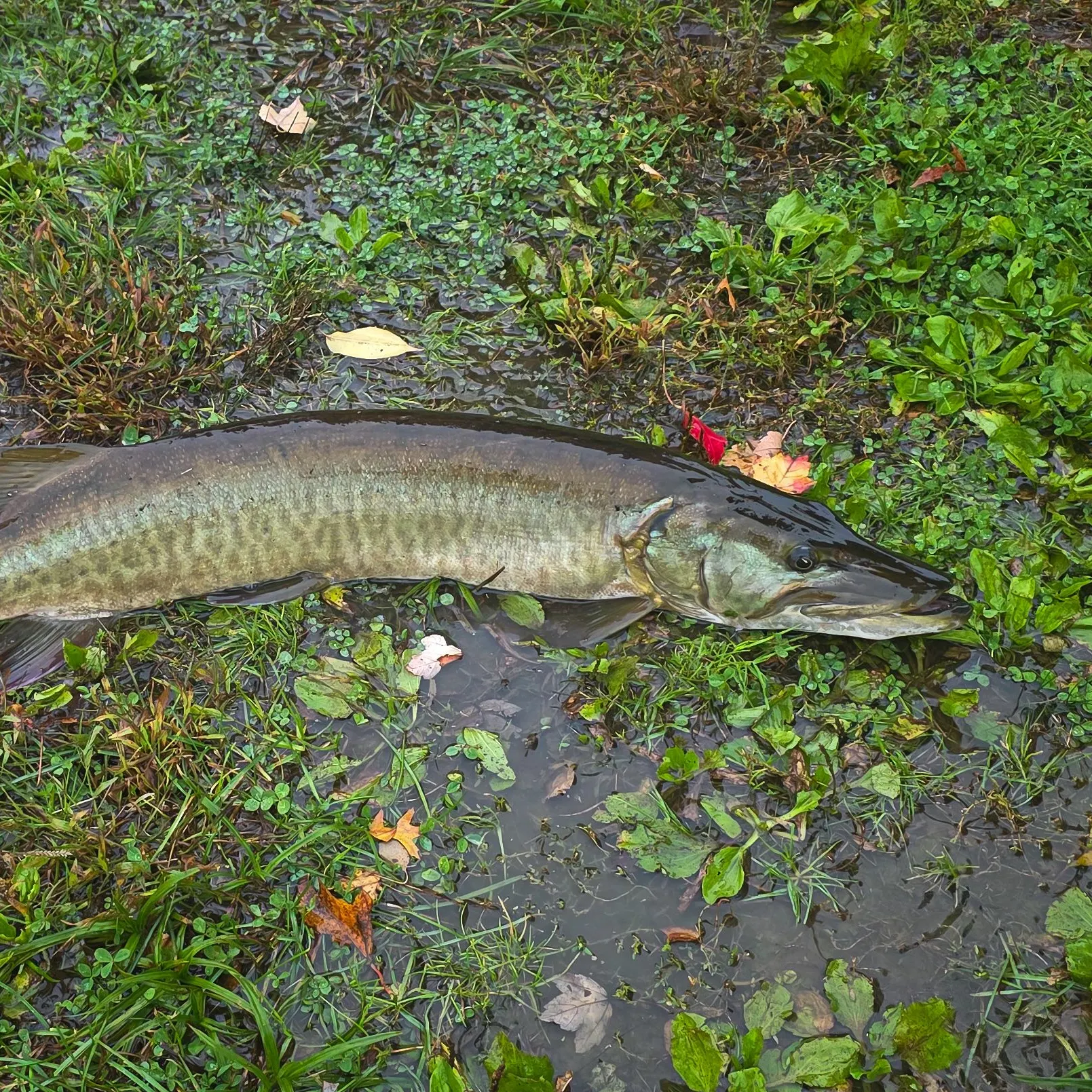Muskie caught on Fishbrain