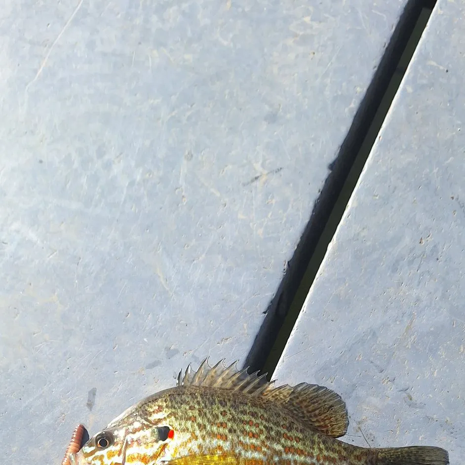 Pumpkinseed caught on Fishbrain