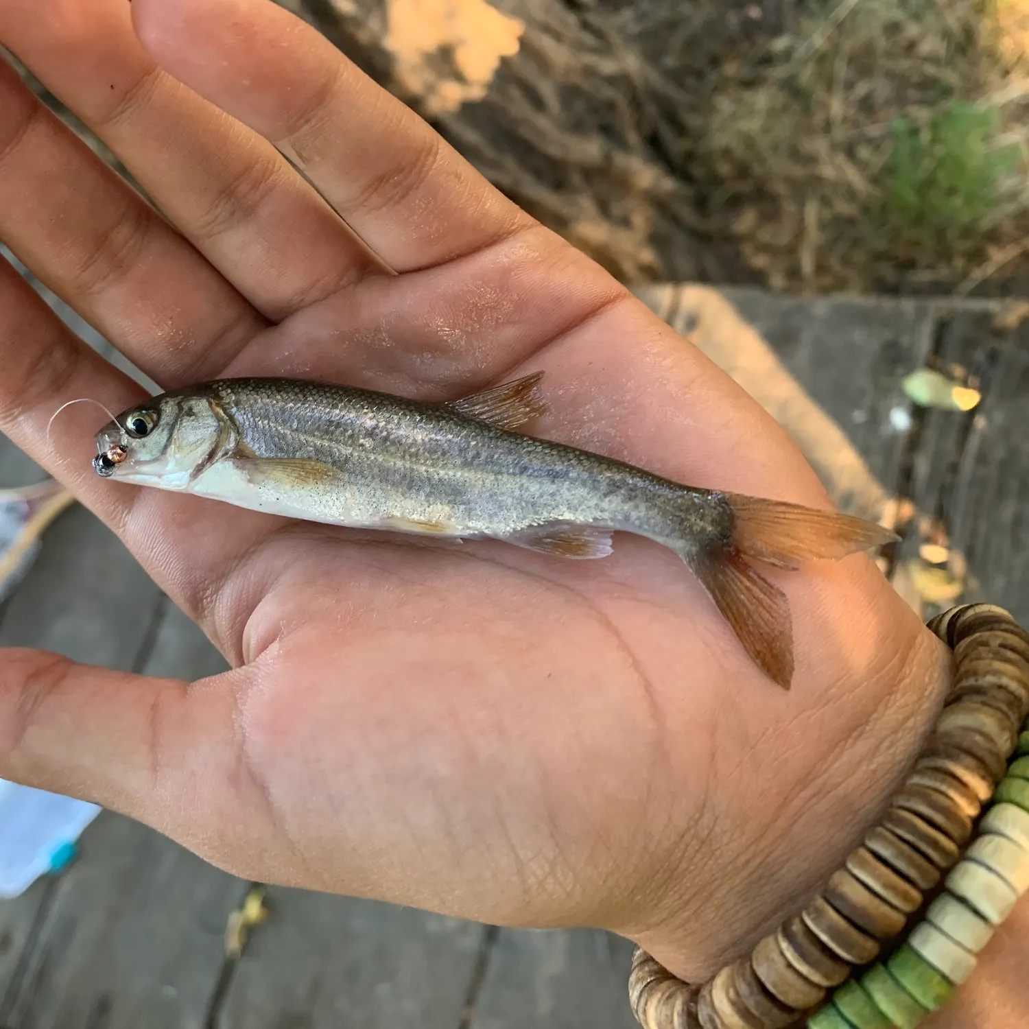 Sacramento pikeminnow caught on Fishbrain