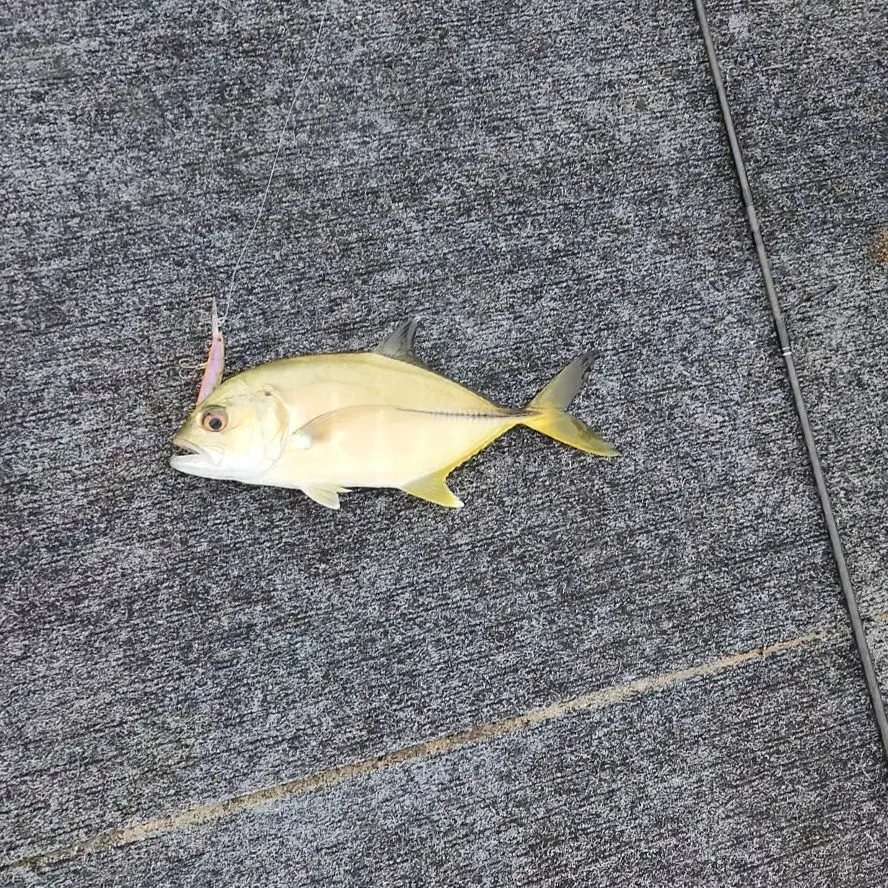 The most recent Golden trevally catches on Fishbrain