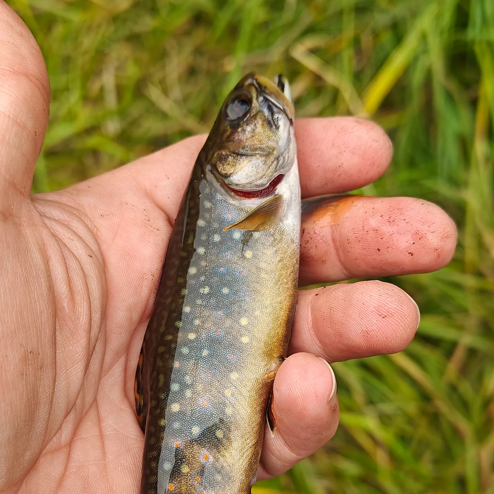 Brook trout caught on Fishbrain