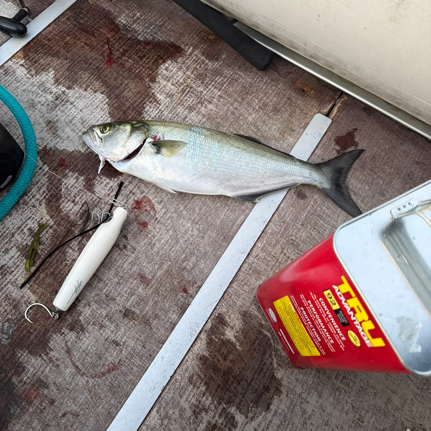 Bluefish caught on Fishbrain