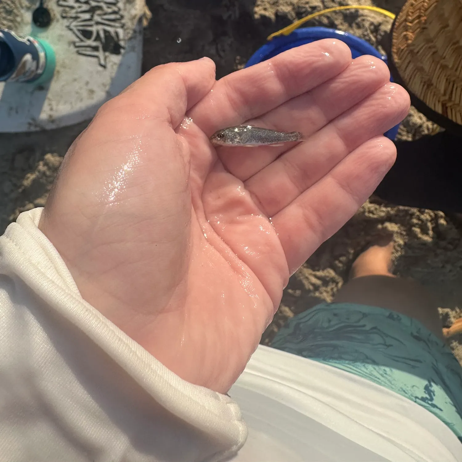 Gray weakfish caught on Fishbrain