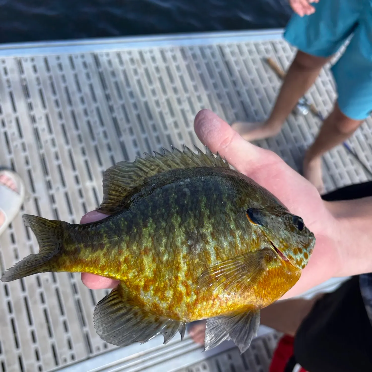 Pumpkinseed caught on Fishbrain
