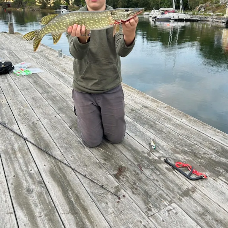 Northern pike caught on Fishbrain
