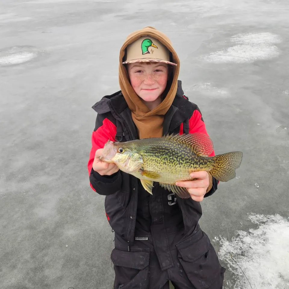 The most recent Black crappie catches on Fishbrain
