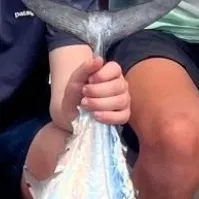 The most recent Albacore catches on Fishbrain