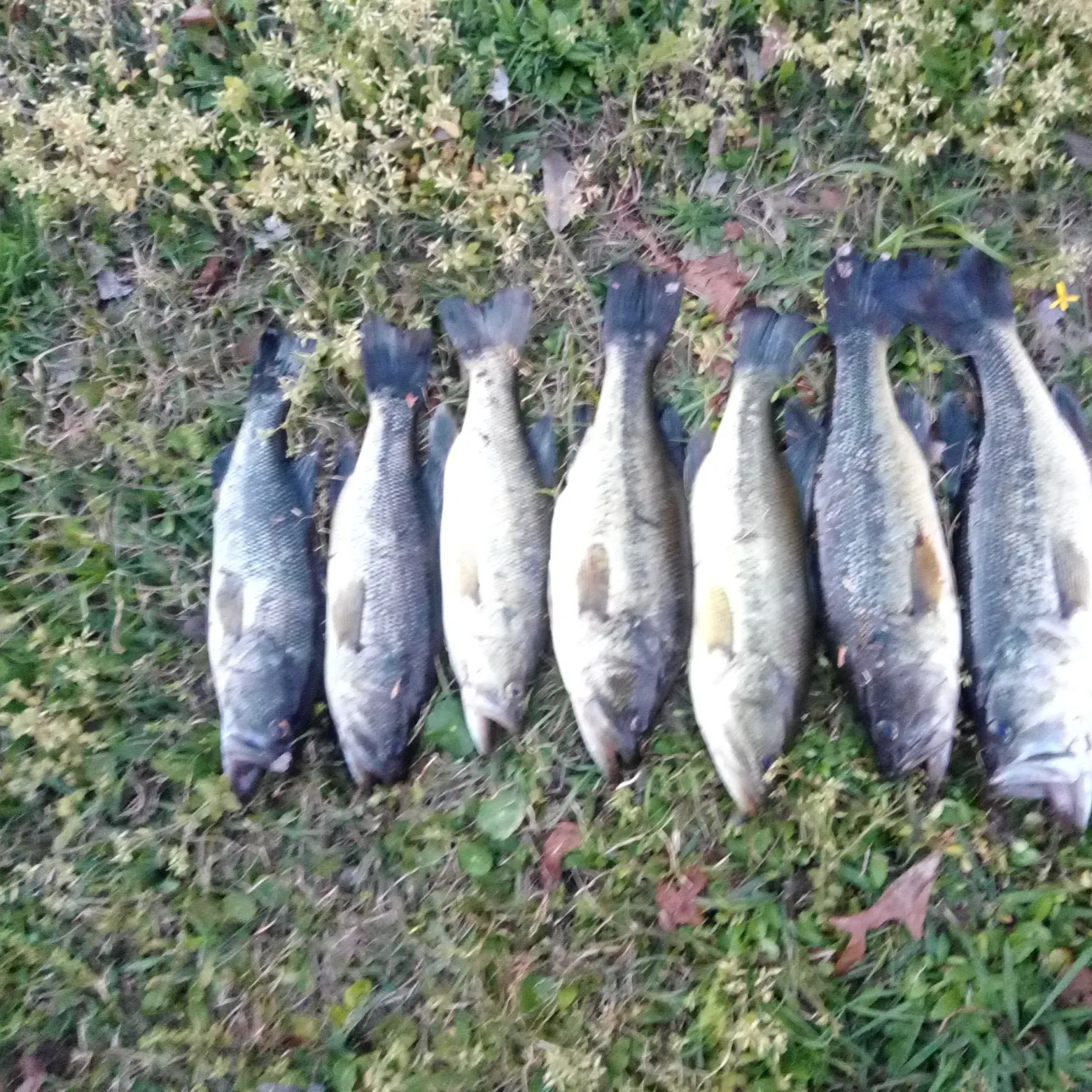 recently logged catches