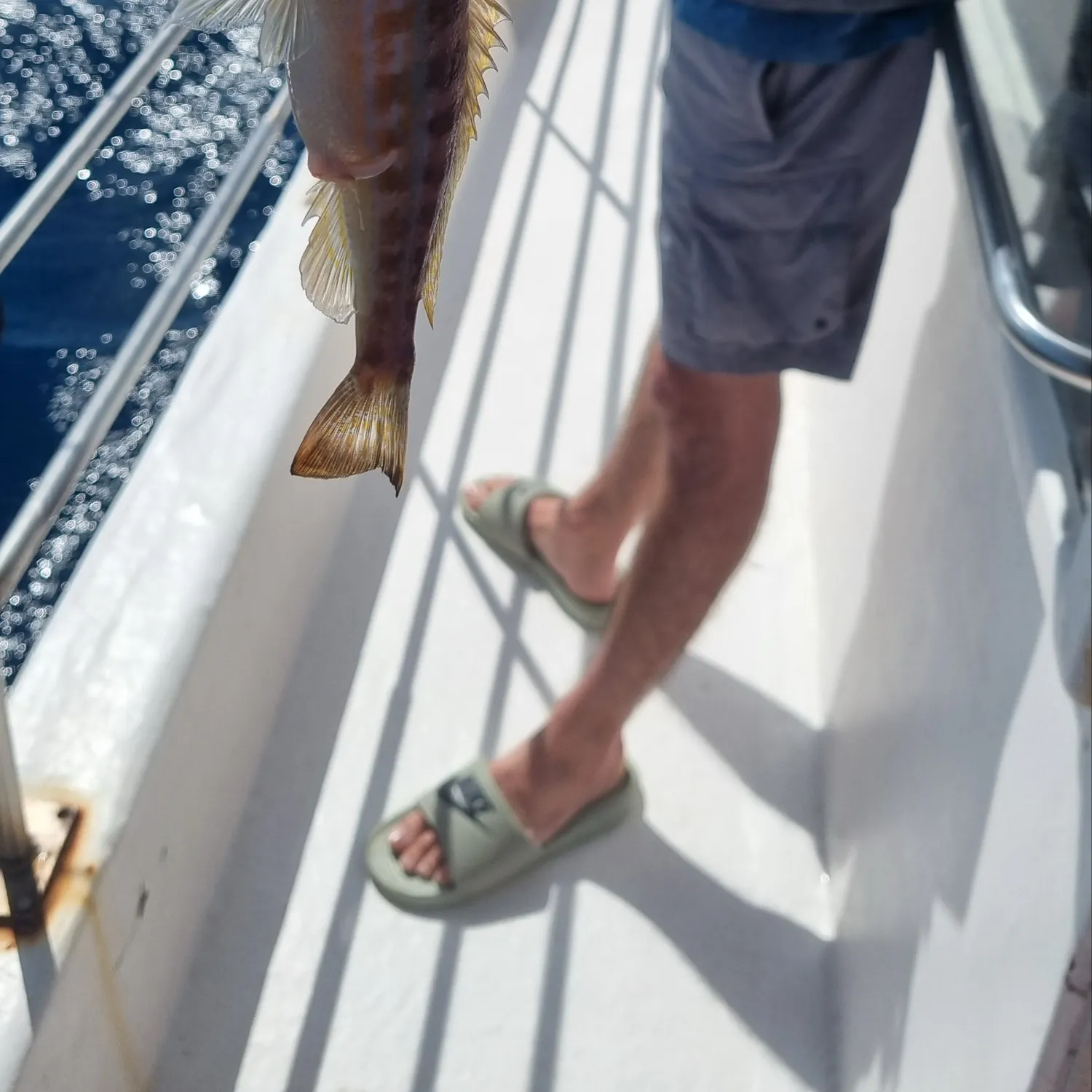 The most recent Dusky grouper catches on Fishbrain