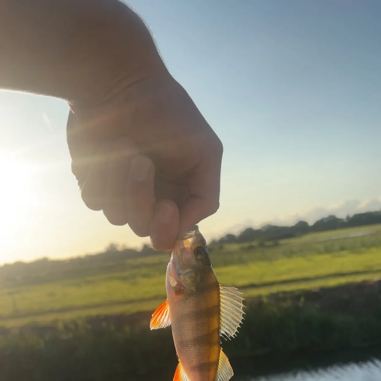 European perch caught on Fishbrain