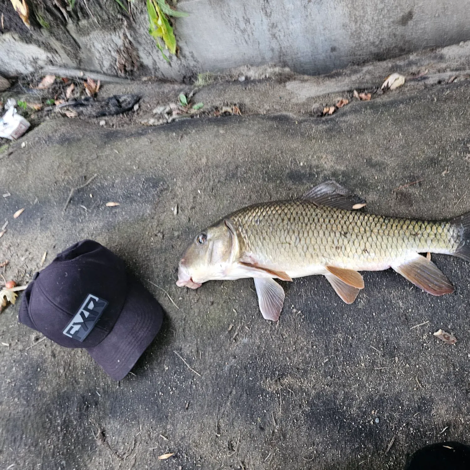 Golden redhorse caught on Fishbrain