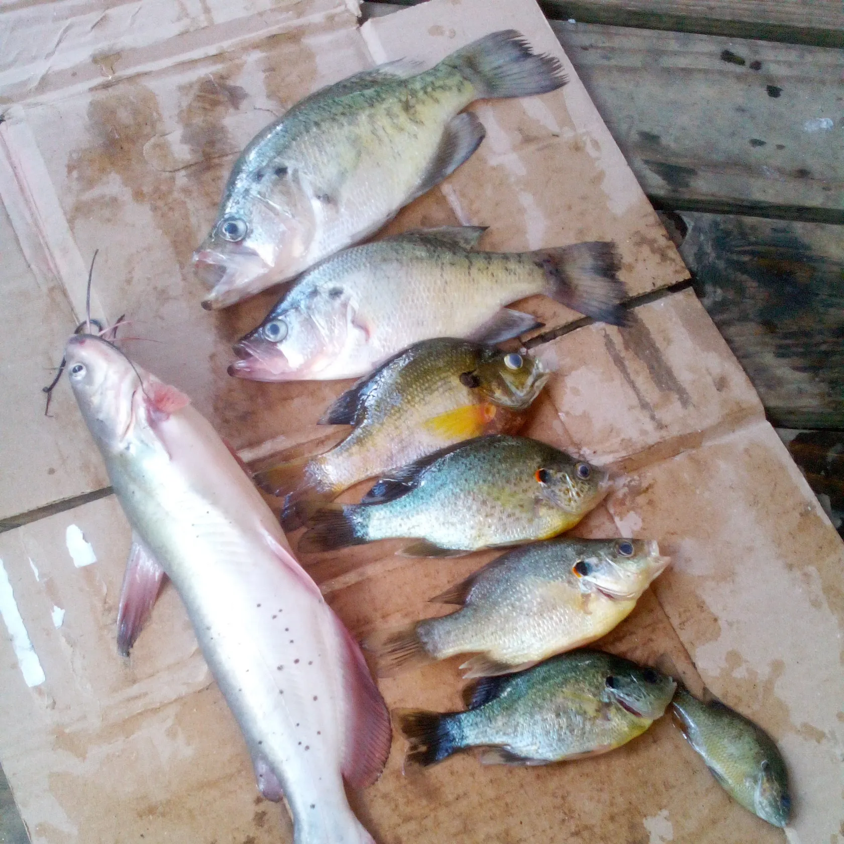 recently logged catches