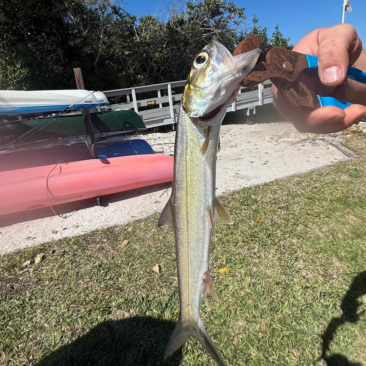 The most recent Ladyfish catches on Fishbrain