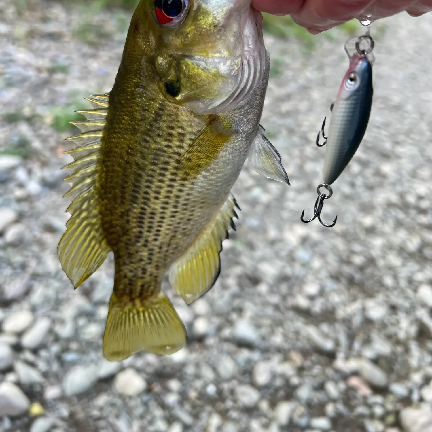 Rock bass caught on Fishbrain