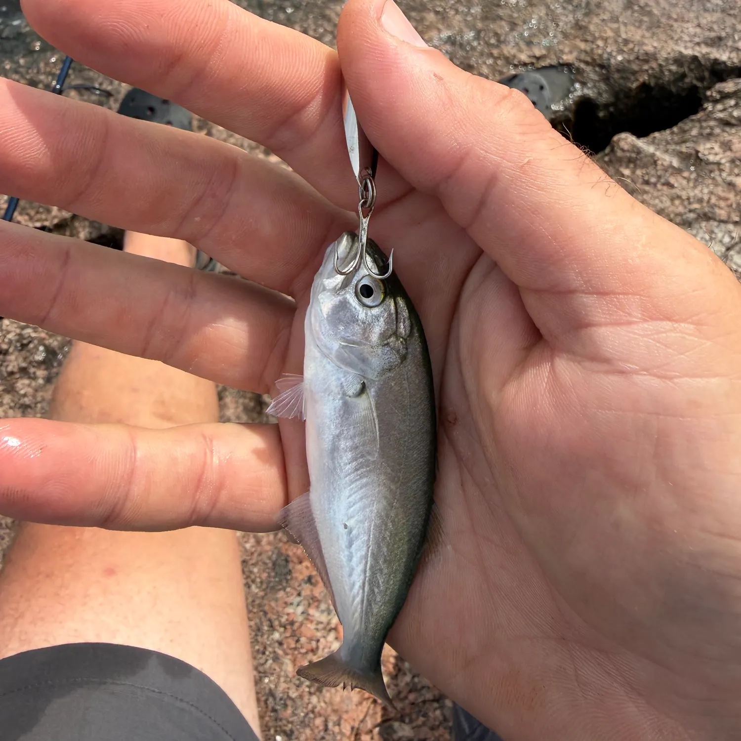 Bluefish caught on Fishbrain