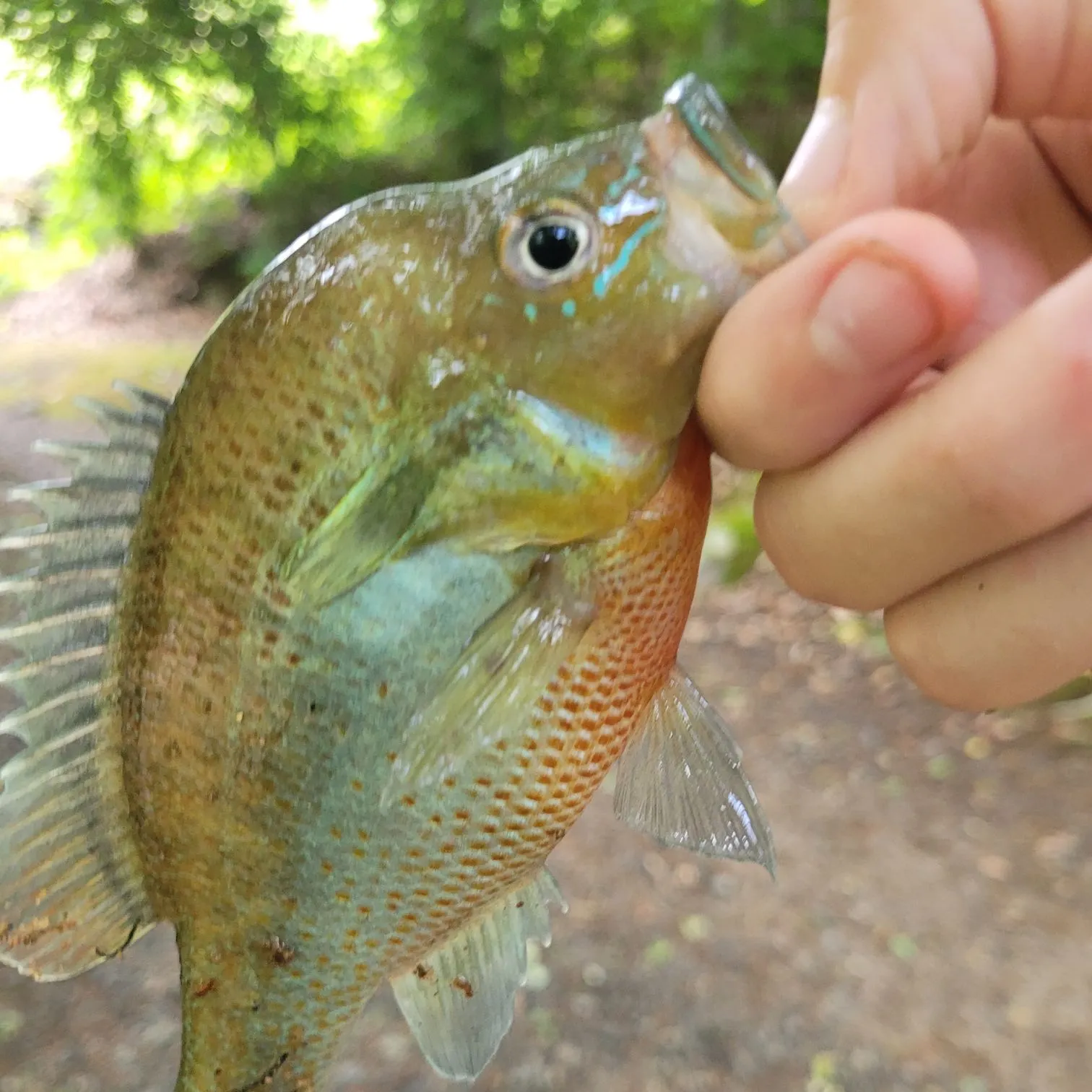 Redbreast sunfish caught on Fishbrain