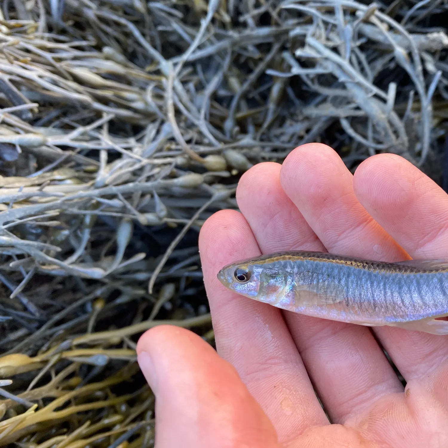 The most recent Mummichog catches on Fishbrain