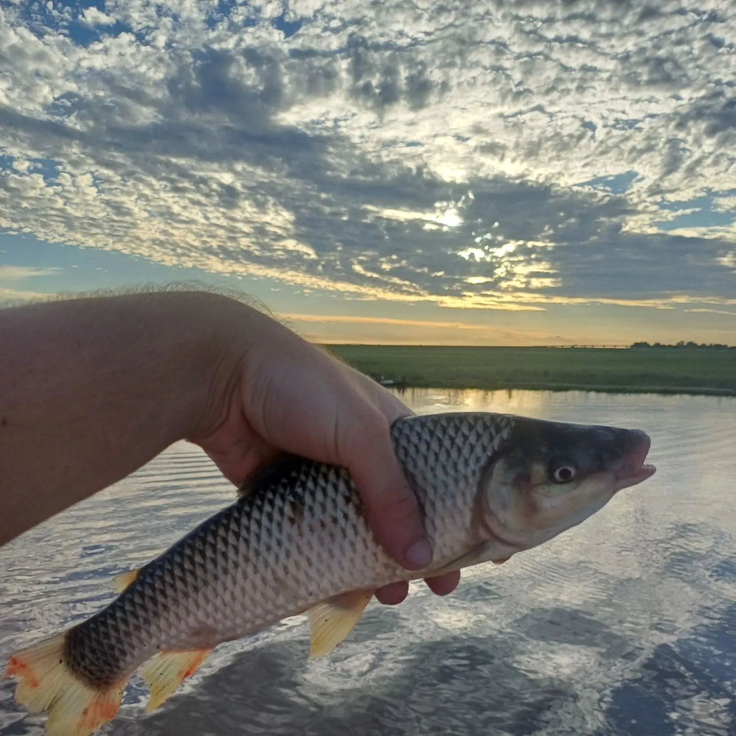 The most popular recent Boga catch on Fishbrain