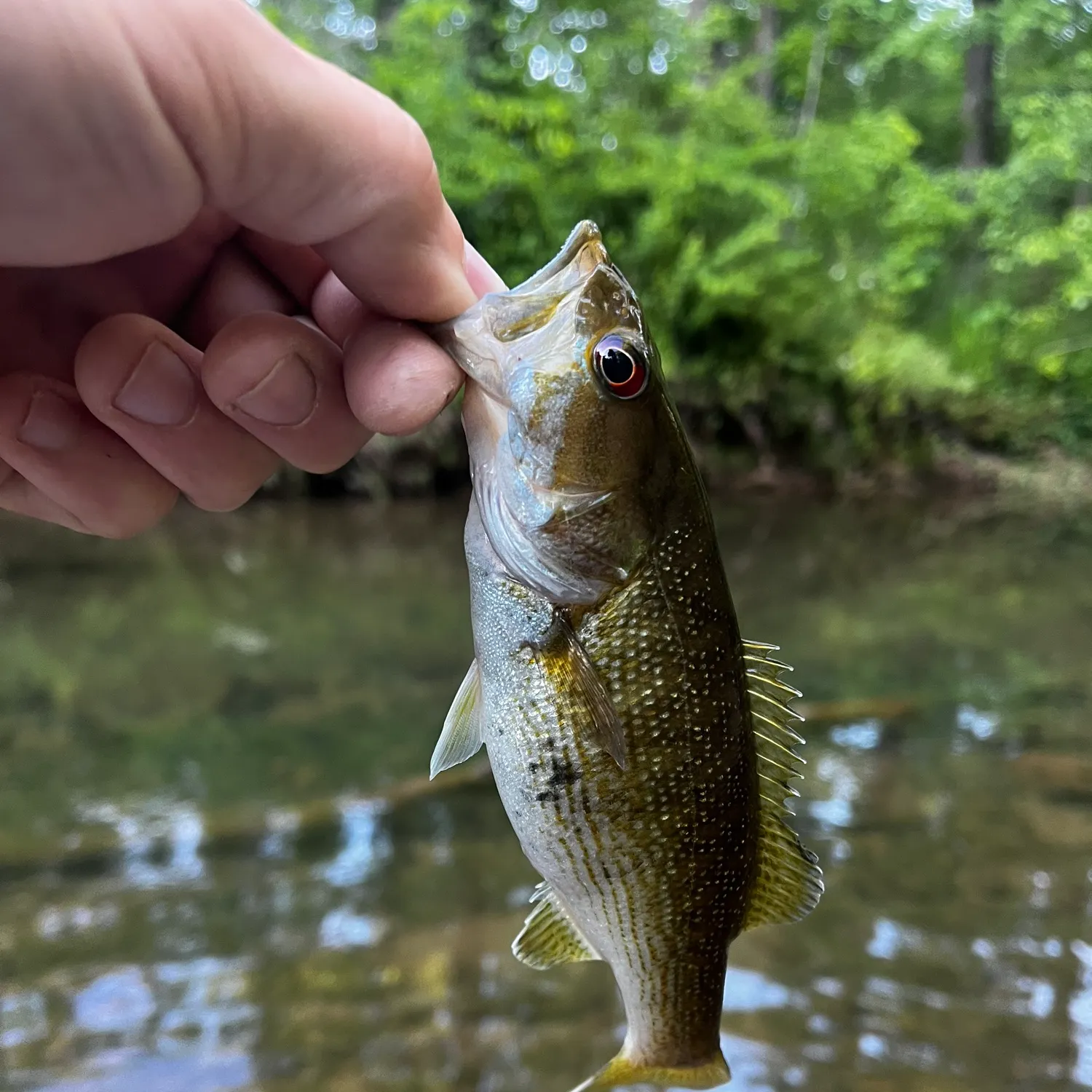 The most recent Cahaba bass catches on Fishbrain