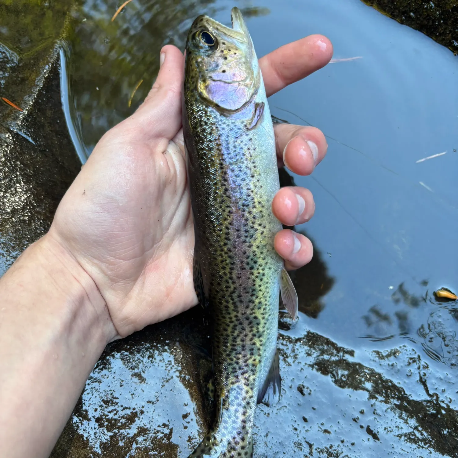 Cutbow caught on Fishbrain