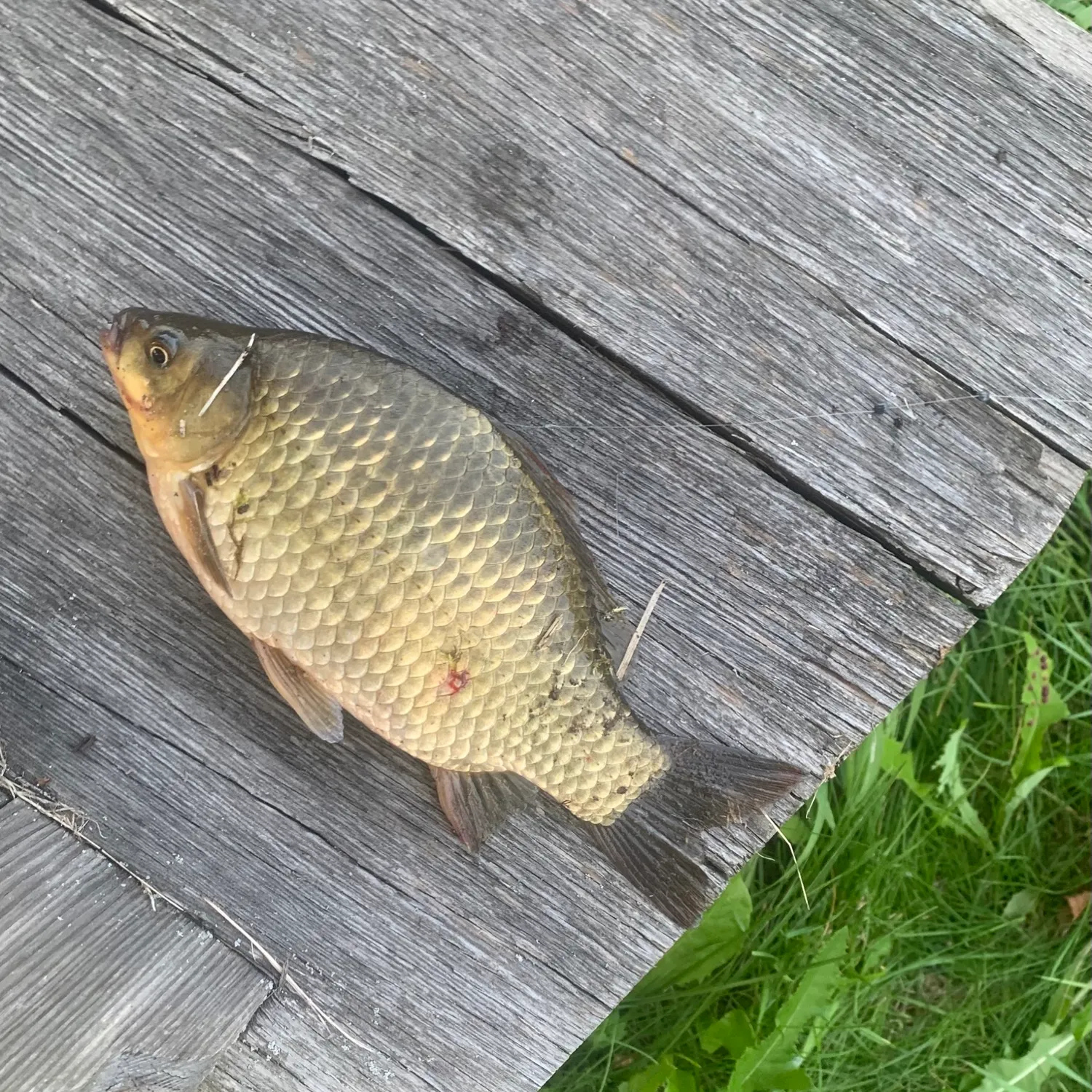 The most recent Kariba tilapia catches on Fishbrain