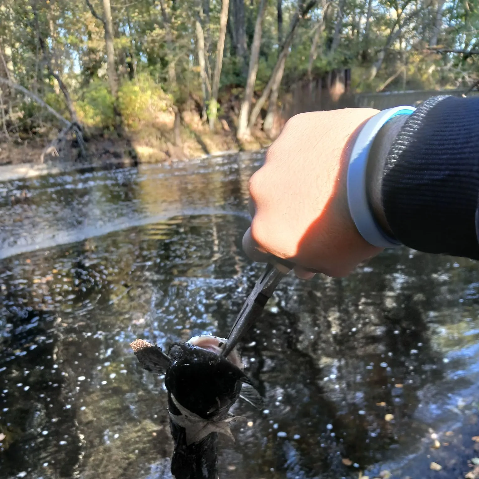 Fish caught on Fishbrain