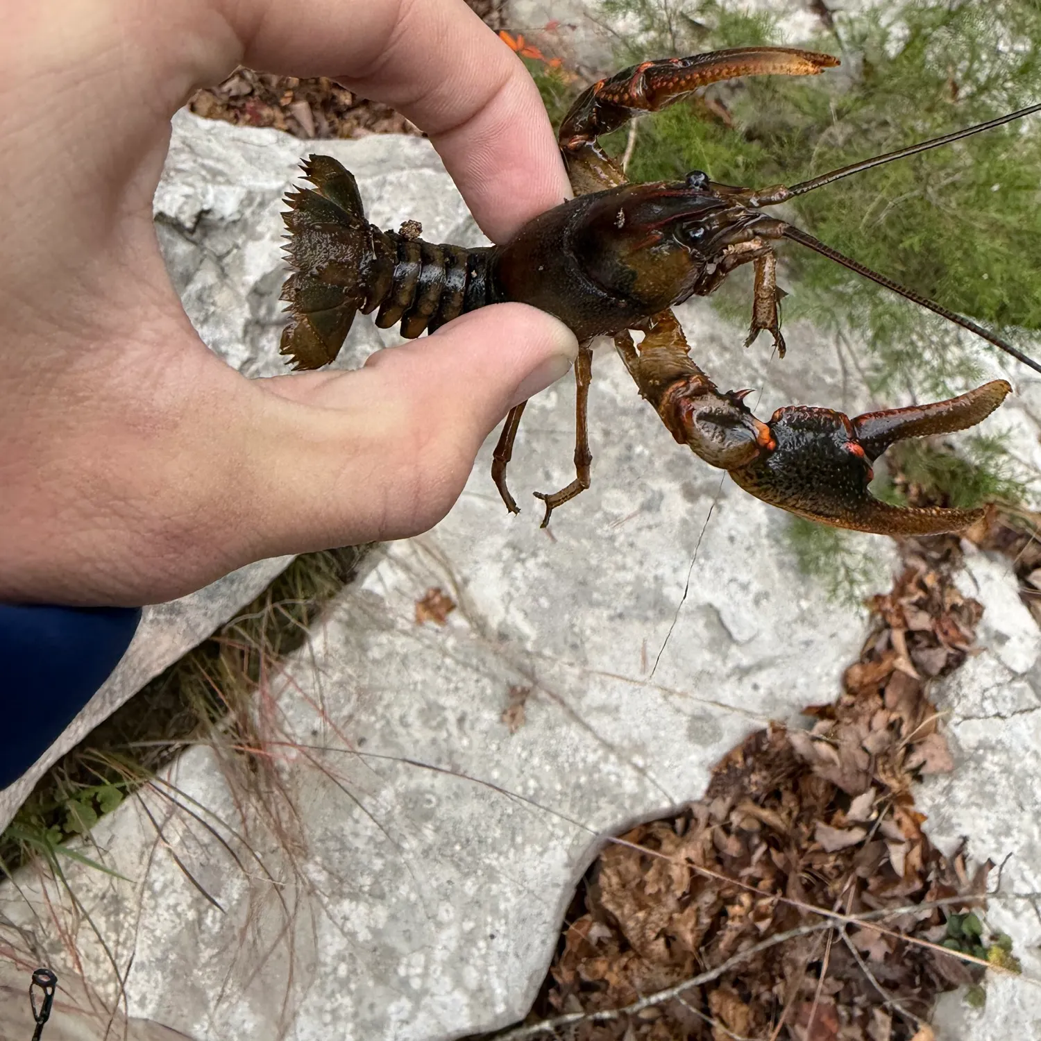 The most recent Rusty crayfish catches on Fishbrain
