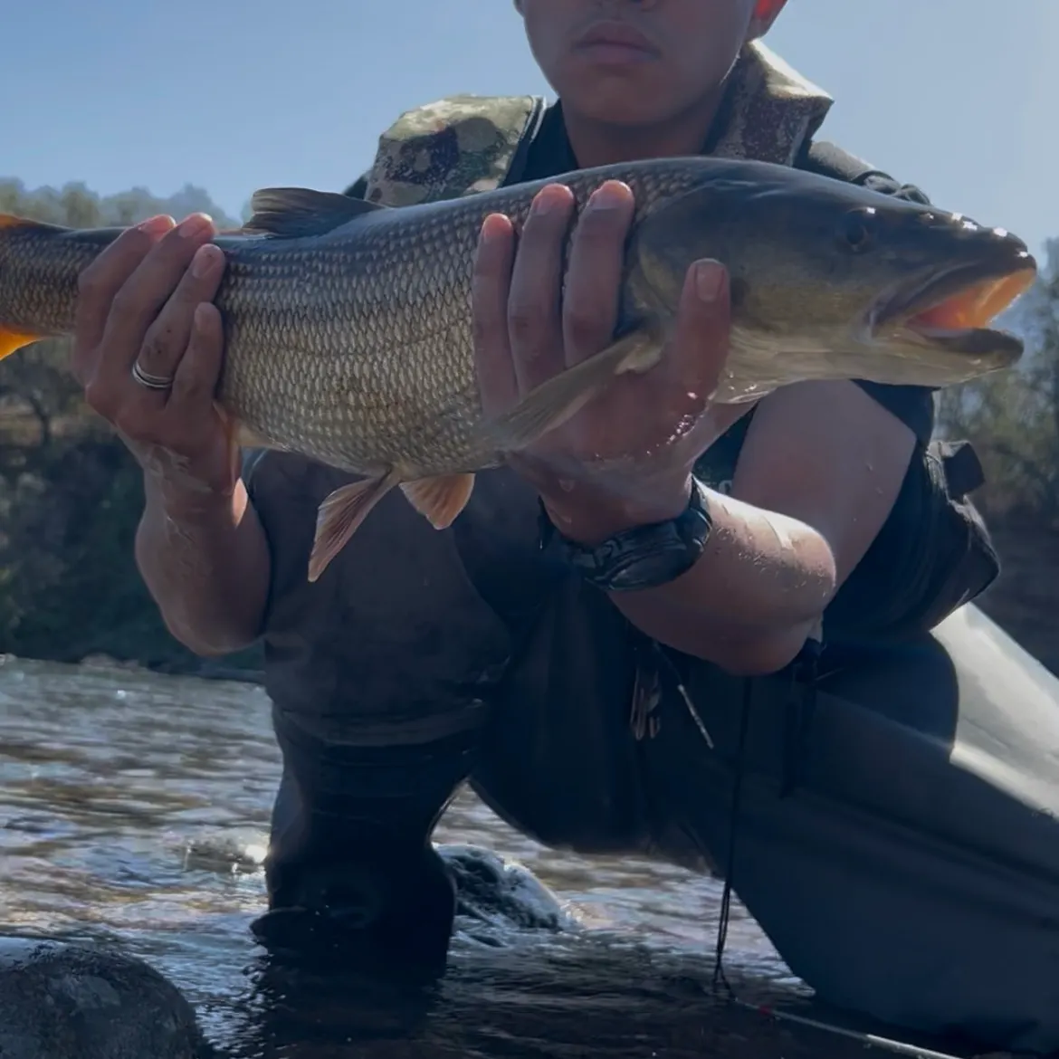 The most recent Sacramento pikeminnow catches on Fishbrain