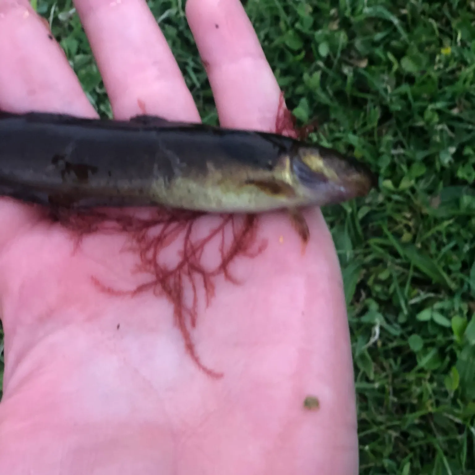 The most recent Atlantic cod catches on Fishbrain