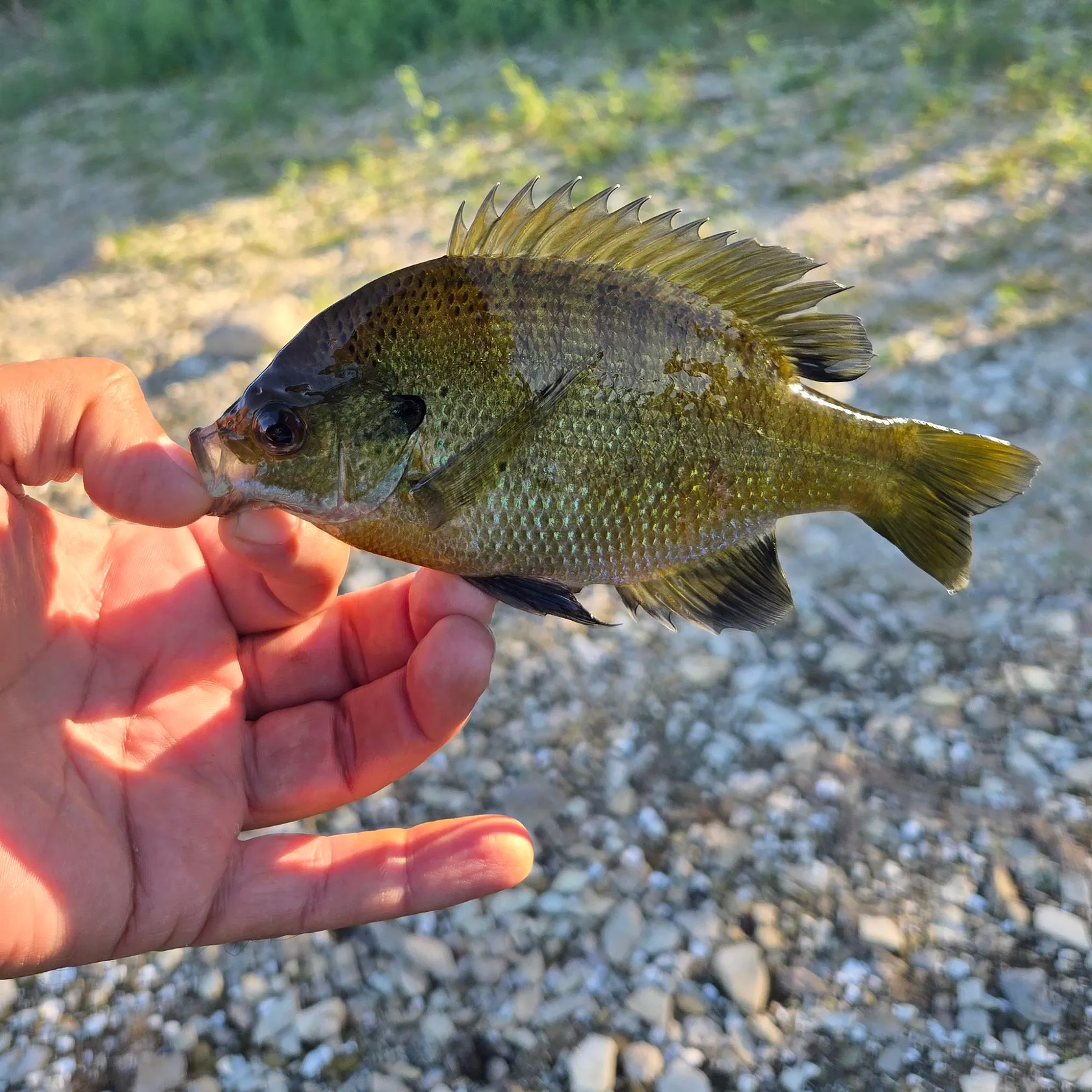 Bluegill caught on Fishbrain
